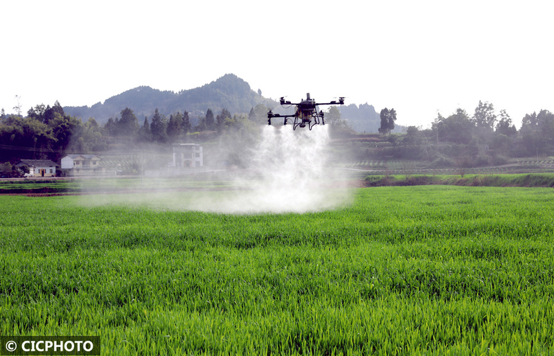 Pear melon planting techniques