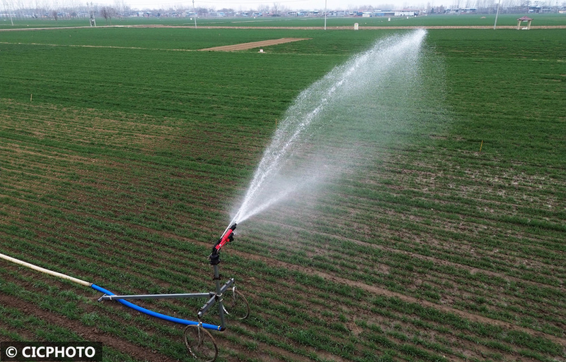 Pear melon planting techniques