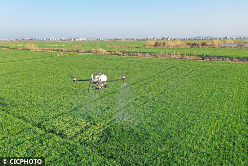 Pear melon planting techniques