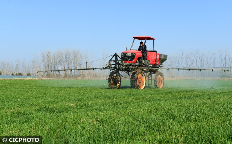 Pear melon planting techniques