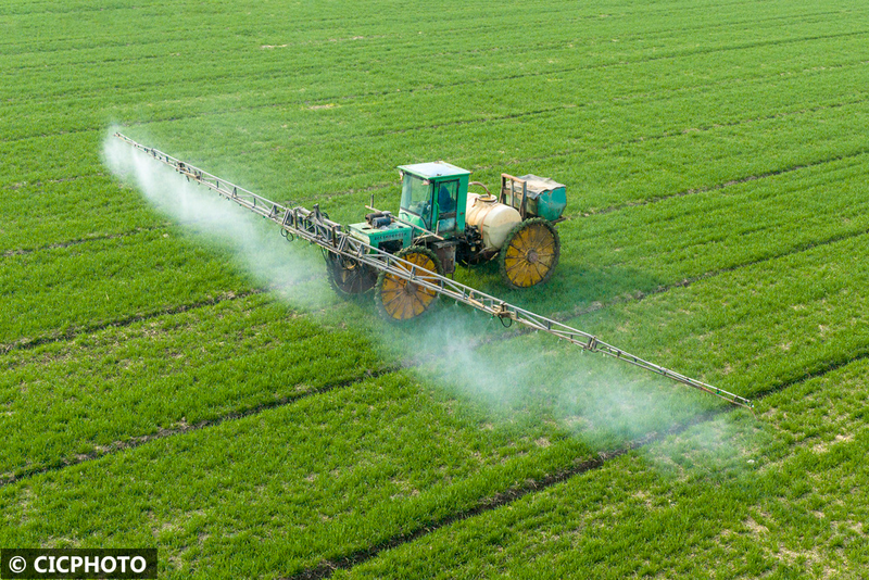 Pear melon planting techniques