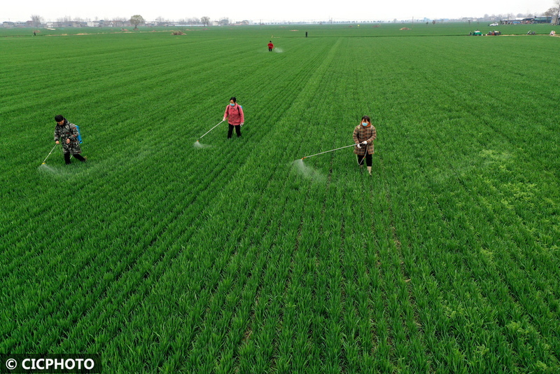 Pear melon planting techniques