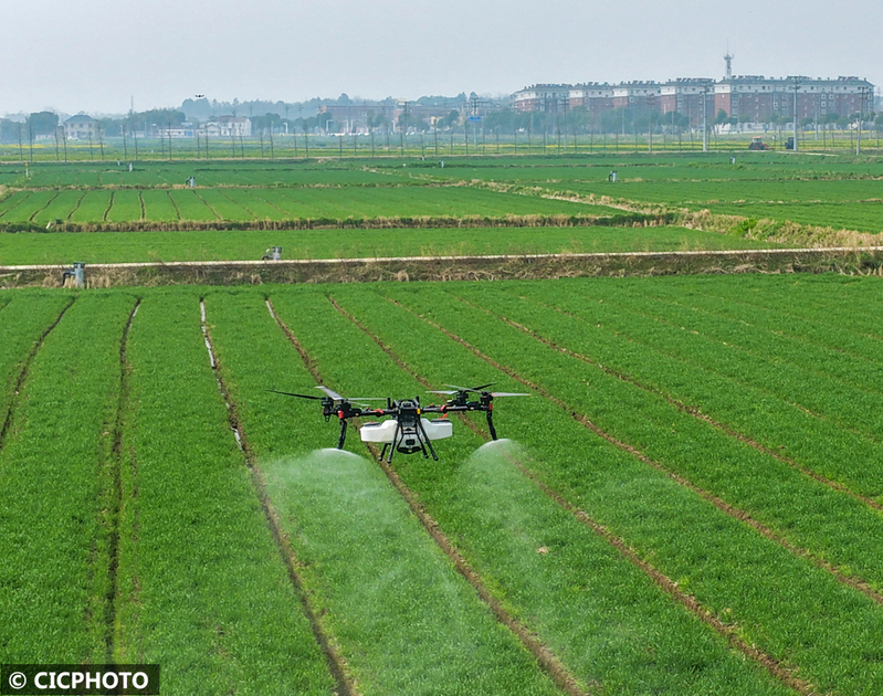 Pear melon planting techniques