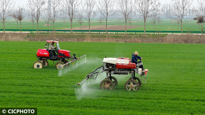 Pear melon planting techniques