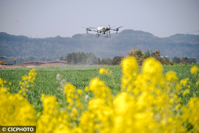 Pear melon planting techniques