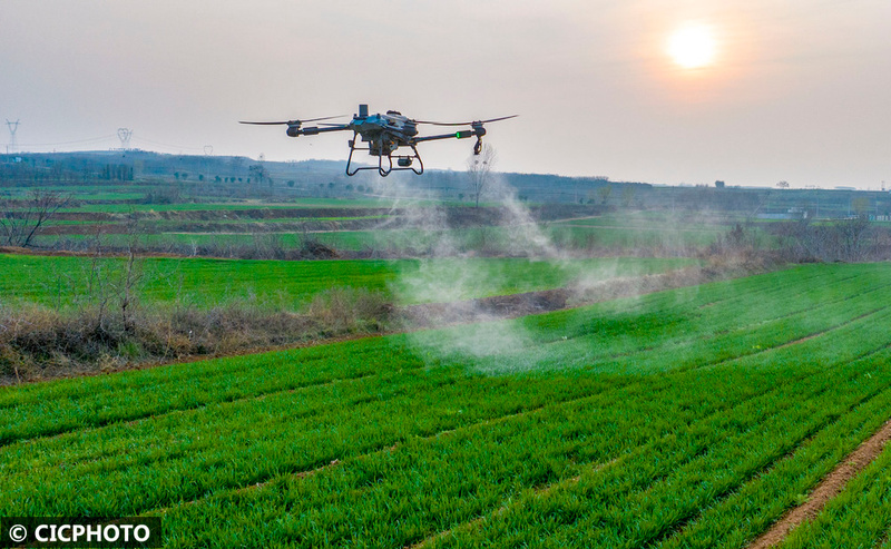 Pear melon planting techniques