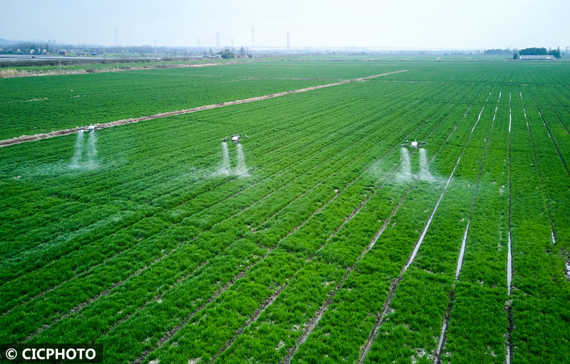 Pear melon planting techniques