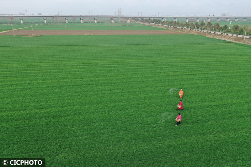 Pear melon planting techniques