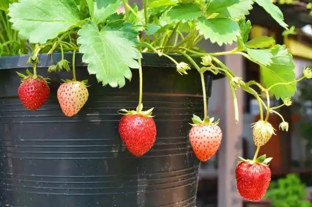 盆栽,草莓,种植,方法