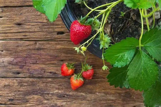 盆栽,草莓,种植,方法