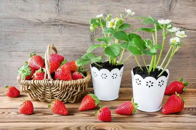 盆栽,草莓,种植,方法