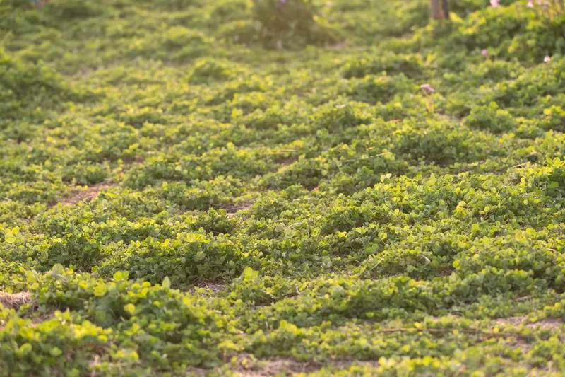 金银花种植技术