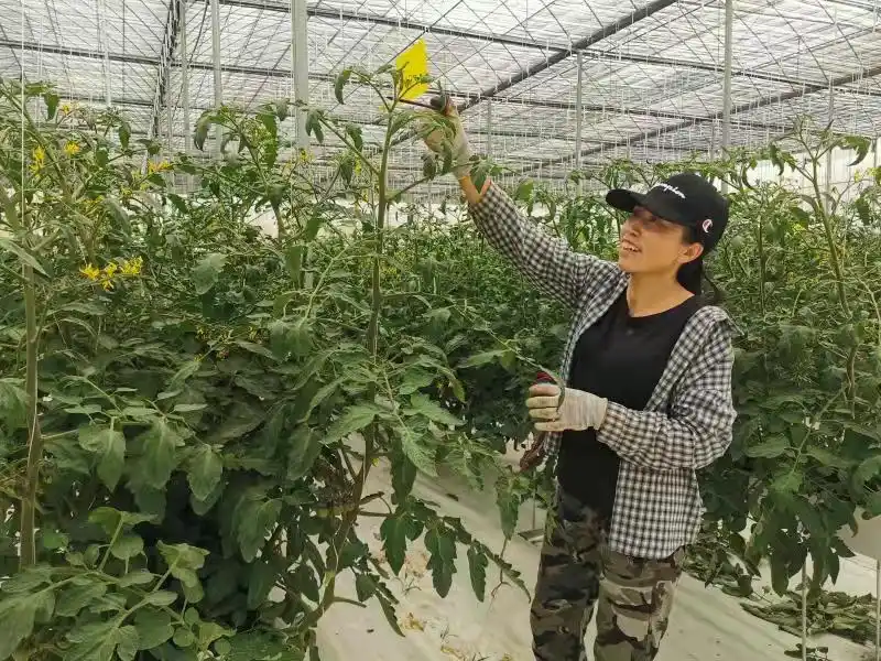 Black tomato cultivation technology
