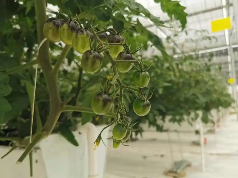 Black tomato cultivation technology