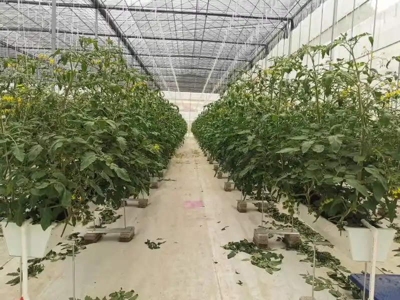 Black tomato cultivation technology