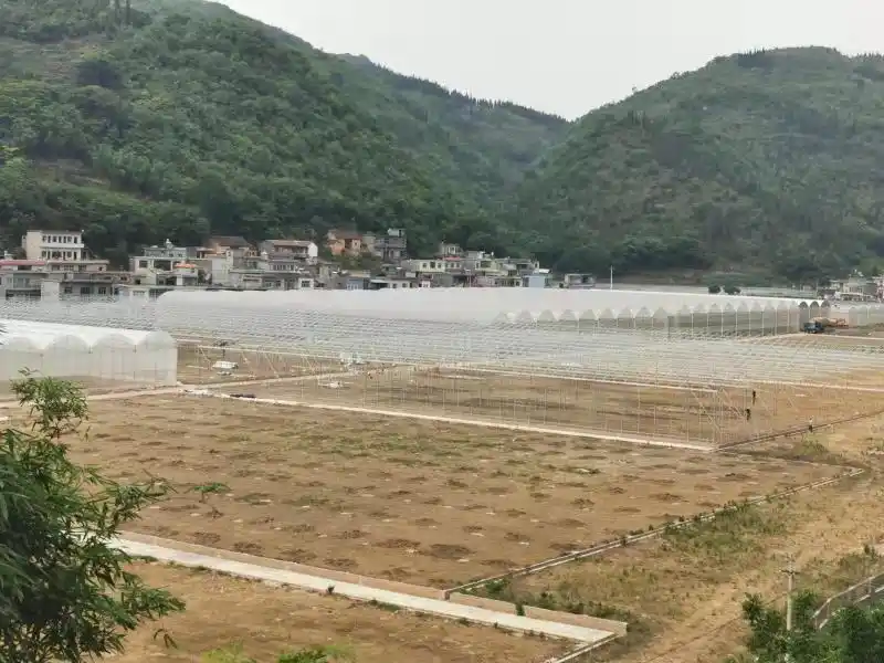 Black tomato cultivation technology