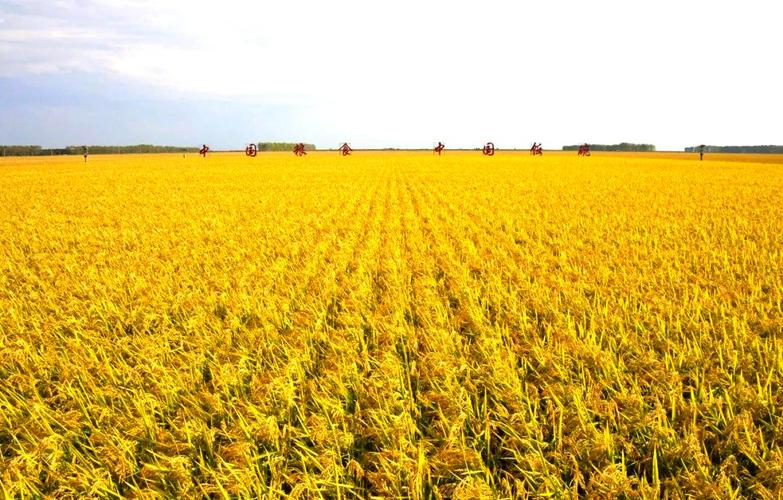 富硒大米种植技术