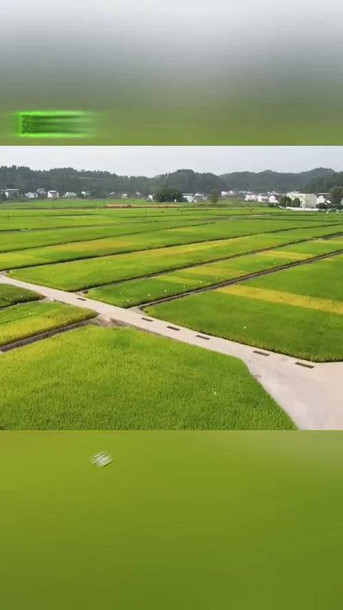 富硒大米种植技术