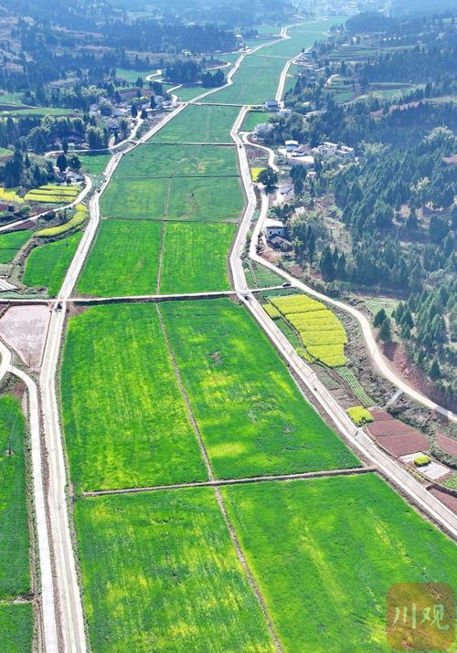 富硒大米种植技术