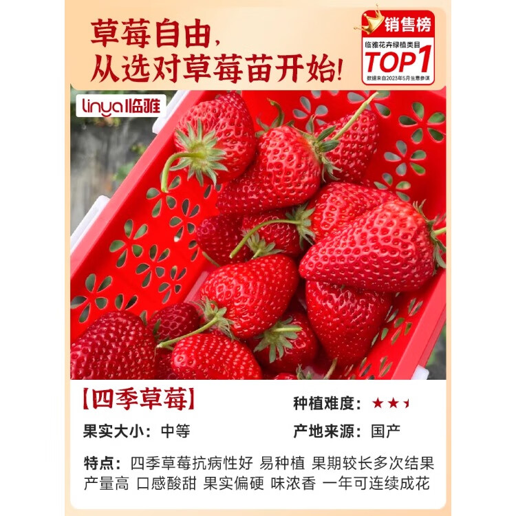 盆栽,草莓,种植,方法