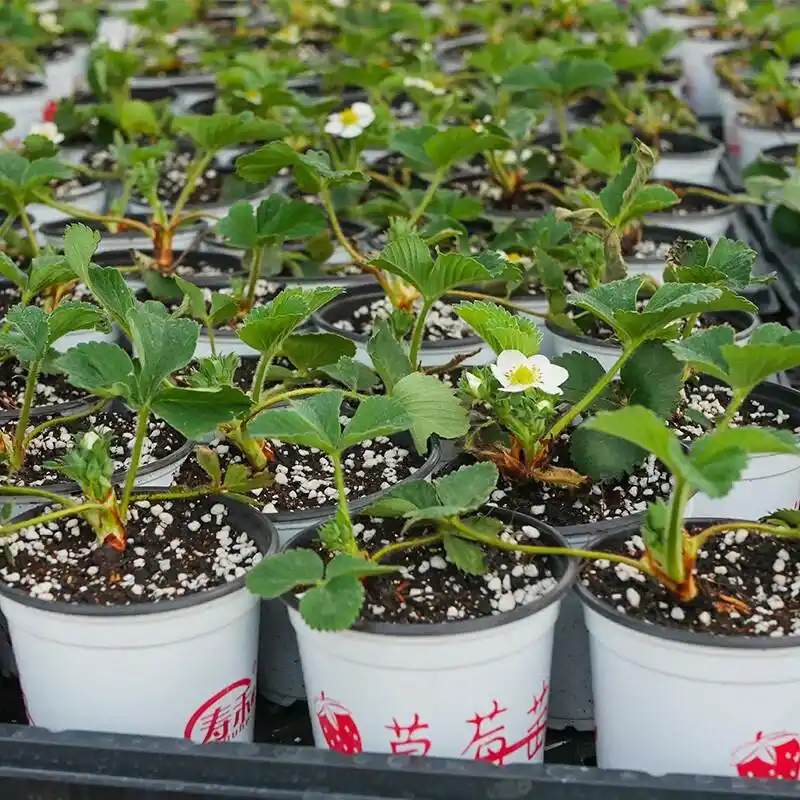 盆栽,草莓,种植,方法