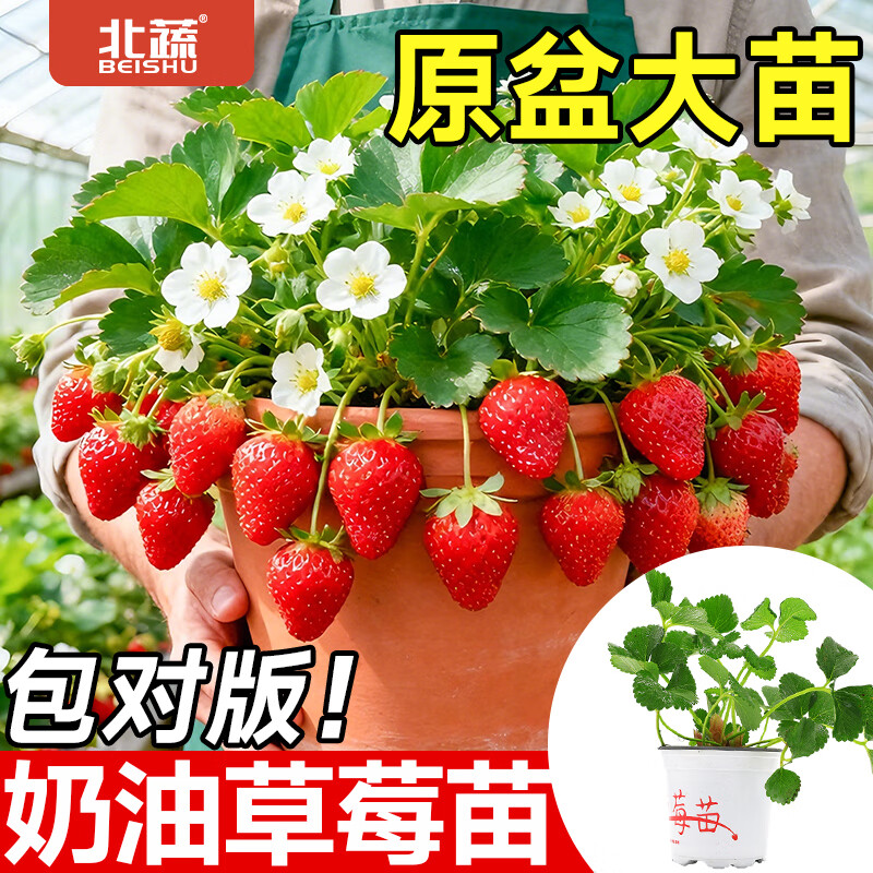 盆栽,草莓,种植,方法