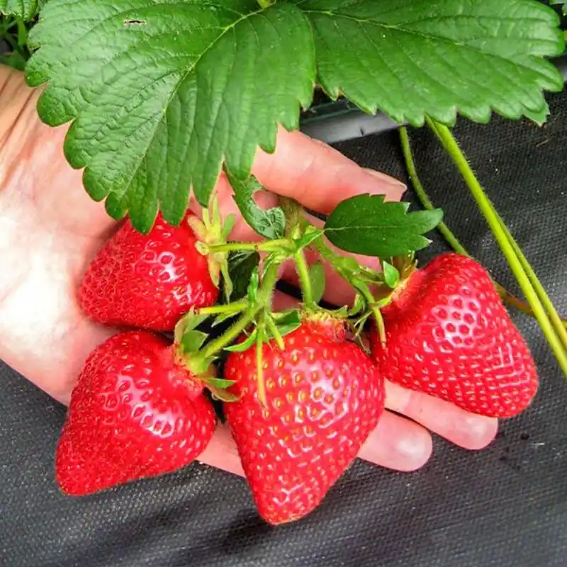 盆栽,草莓,种植,方法