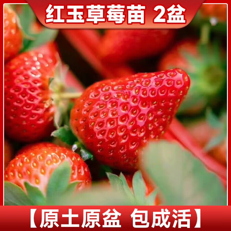 盆栽,草莓,种植,方法