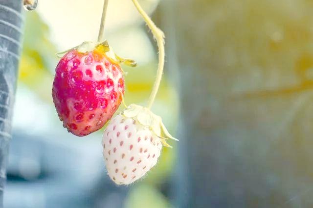 盆栽,草莓,种植,方法