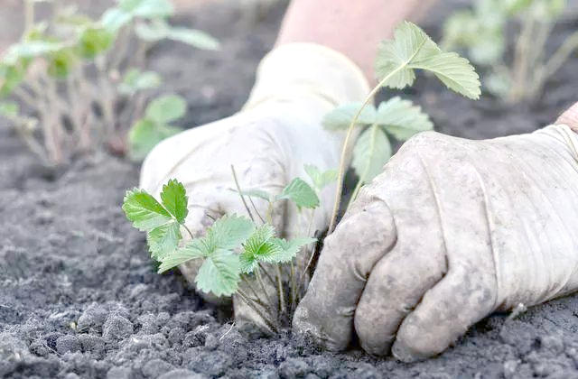 盆栽,草莓,种植,方法