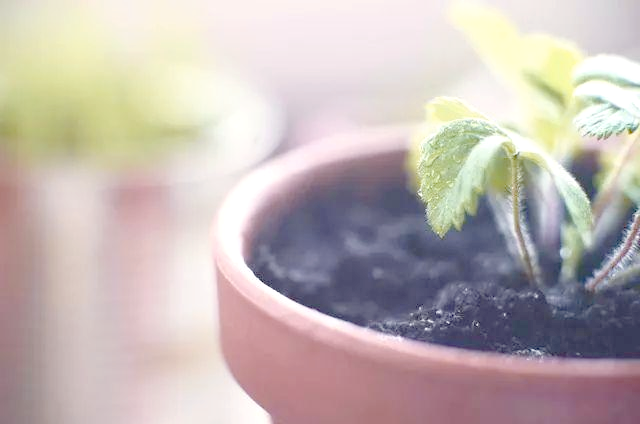 盆栽,草莓,种植,方法