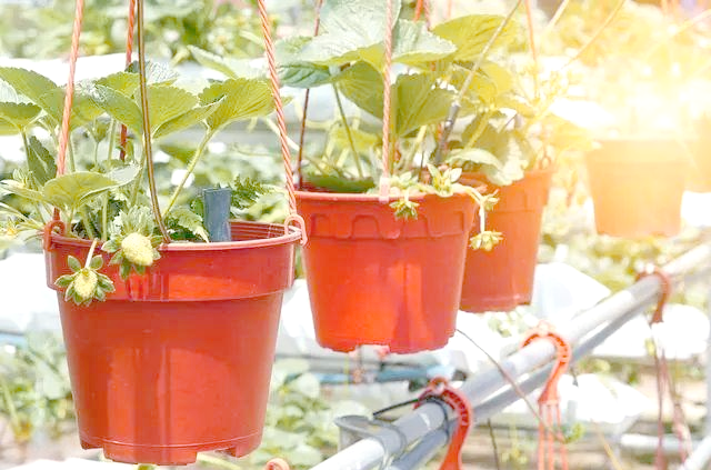 盆栽,草莓,种植,方法