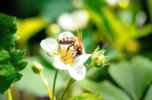 盆栽,草莓,种植,方法