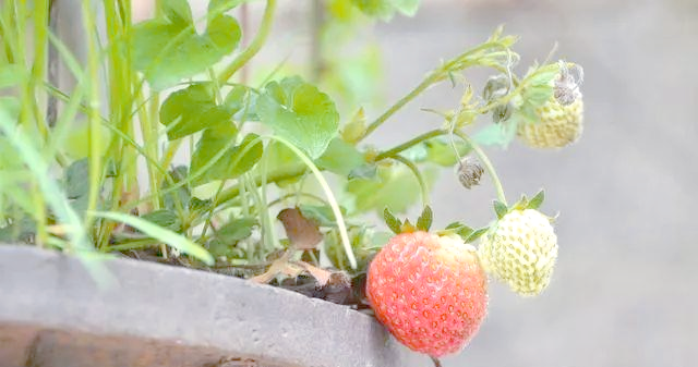 盆栽,草莓,种植,方法