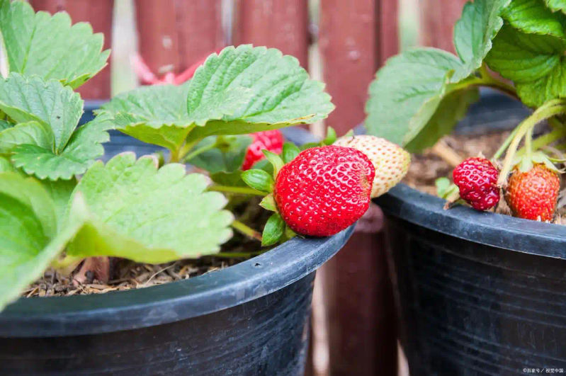 盆栽,草莓,种植,方法