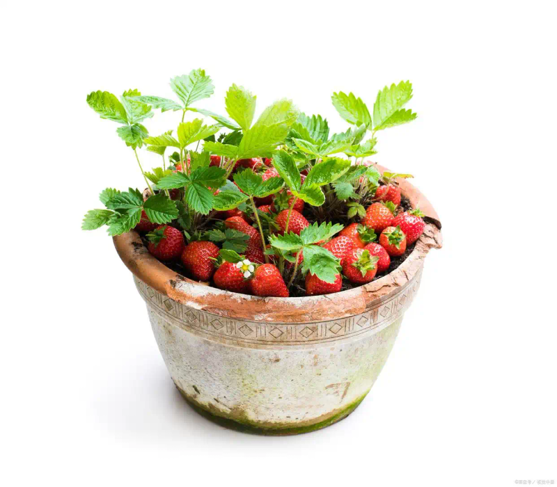 盆栽,草莓,种植,方法