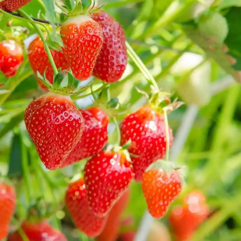 盆栽,草莓,种植,方法