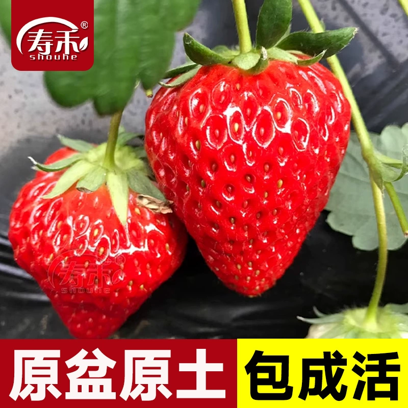 盆栽,草莓,种植,方法