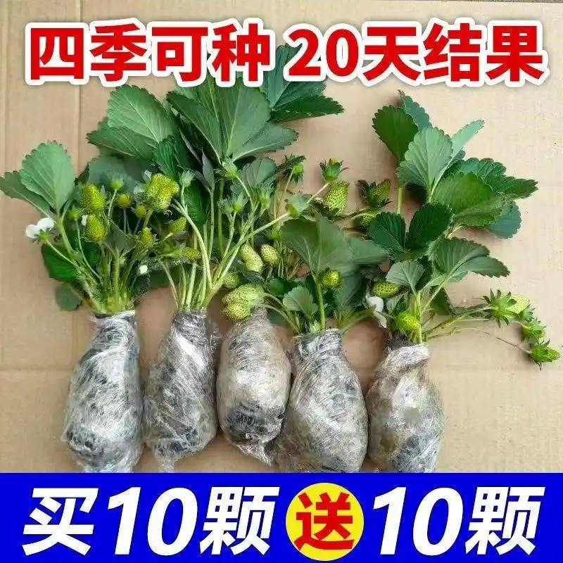 盆栽,草莓,种植,方法