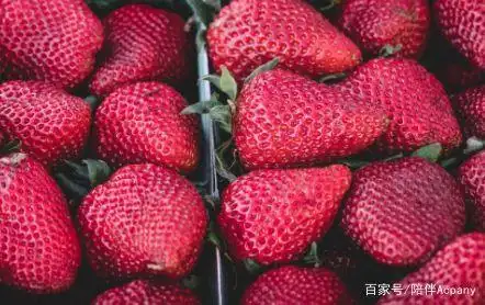 盆栽,草莓,种植,方法