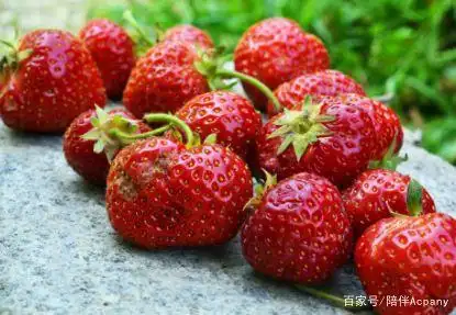 盆栽,草莓,种植,方法