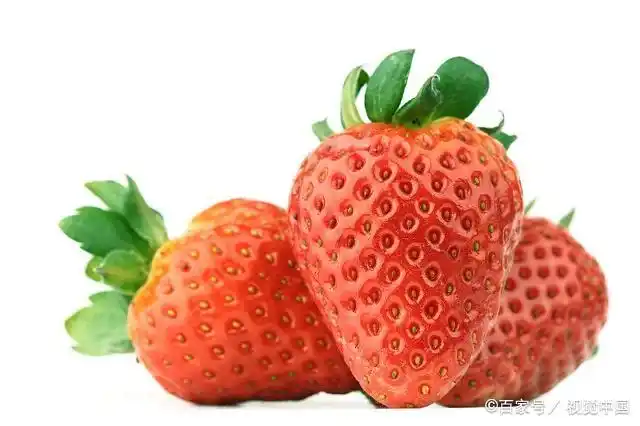 盆栽,草莓,种植,方法