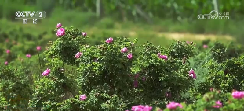 玫瑰花种植技术视频