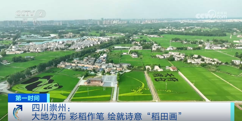 玫瑰花种植技术视频