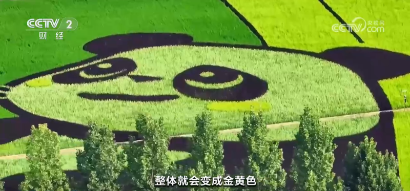 玫瑰花种植技术视频