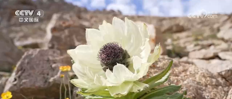 玫瑰花种植技术视频