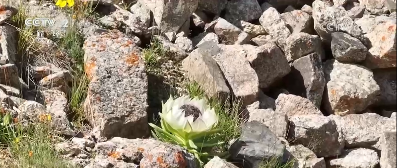玫瑰花种植技术视频