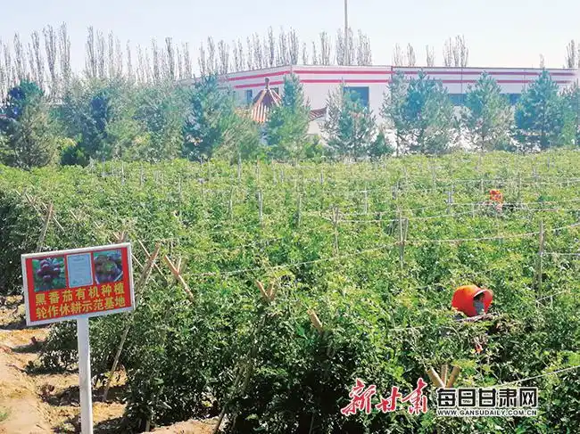 Black tomato cultivation technology
