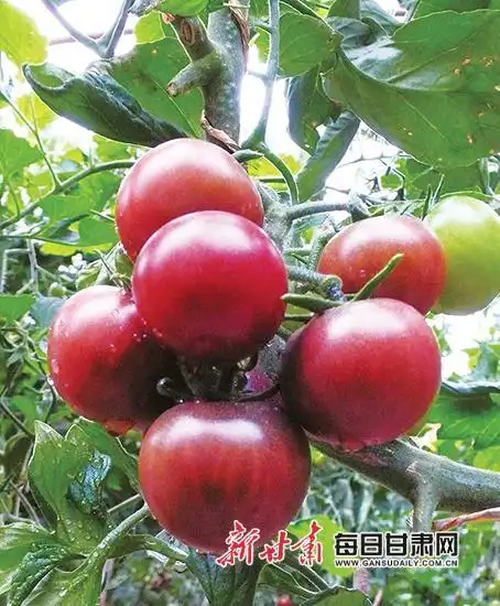Black tomato cultivation technology