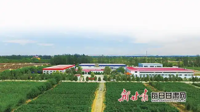 Black tomato cultivation technology